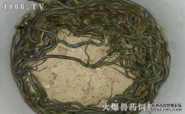 水律蛇養(yǎng)殖新技巧揭秘，高效養(yǎng)殖方法與實(shí)用操作指南