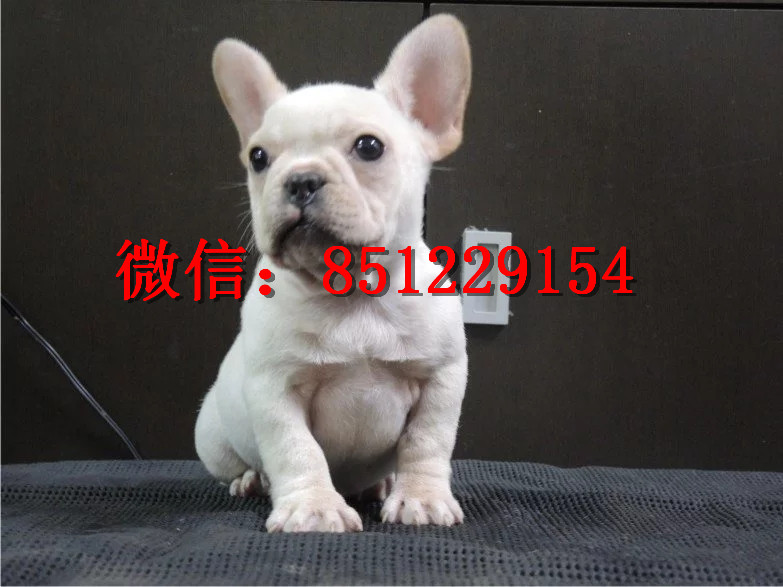 法牛犬行情走勢揭秘，溫馨日常背后的市場趨勢