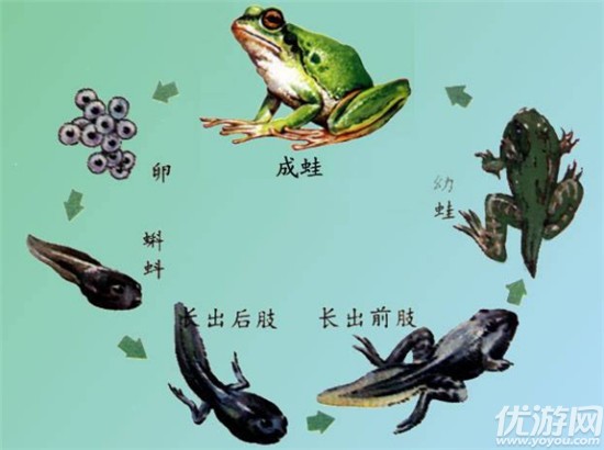 蝌蚪最新動態(tài)，背景、事件與影響深度解析
